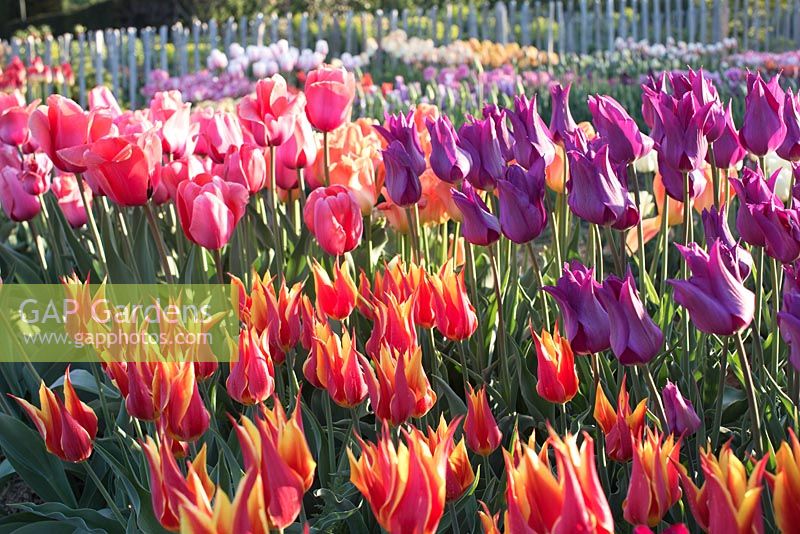 Tulipa 'Fly Away', Tulipa 'Purple Dream' and Tulip 'Apricot Impression'