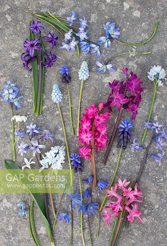 Montage of spring bulbs - hyacinth, Puschkinia scilloides var. libanotica, muscari and Scilla 