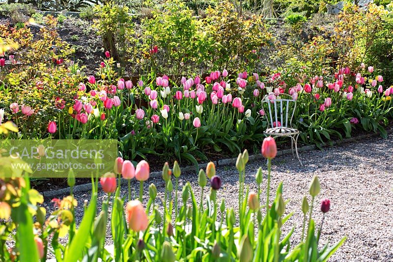 Spring border with tulips including Tulipa 'Pink Impression' and 'Salmon Impression'