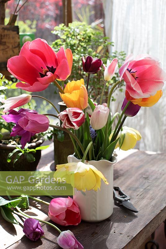 Bouquet of tulips from the garden in ceramic jug in greenhouse, Tulipa 'Akebono', Tulipa 'Pink Impression', Tulip 'Salmon Impression', Tulip 'Fontainebleau', Tulipa 'Burgundy', tulipa 'Cynthia' 