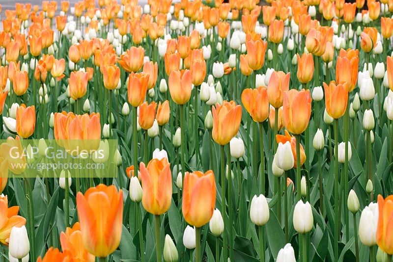 Tulipa 'Orange Monarch' and Tulipa 'White Dream' - May, Norway
