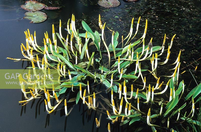 Orontium aquaticum in the Horse Pond at Great Dixter. Golden club, Floating arum