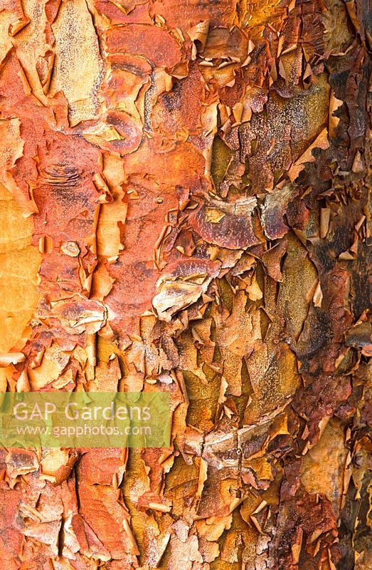 Acer griseum bark. Paperbark maple