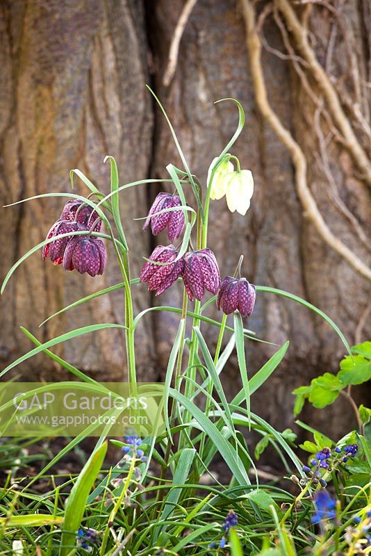 Fritillaria meleagris growing in the shade of a tree