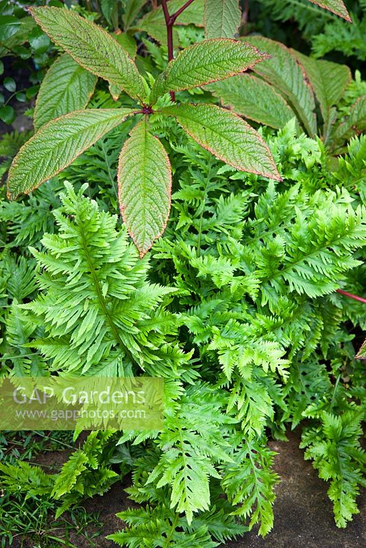 Polypodium cambricum 'Prestonii' between paving slabs and a rodgersia