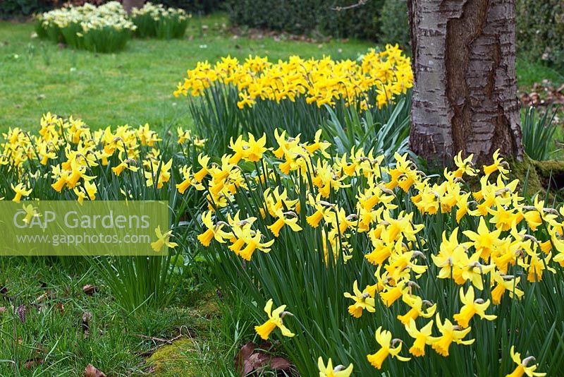 Dwarf daffodils growing under a cherry tree. Narcissus 'February Gold' foreground, 'Charity May' and 'Peeping Tom'