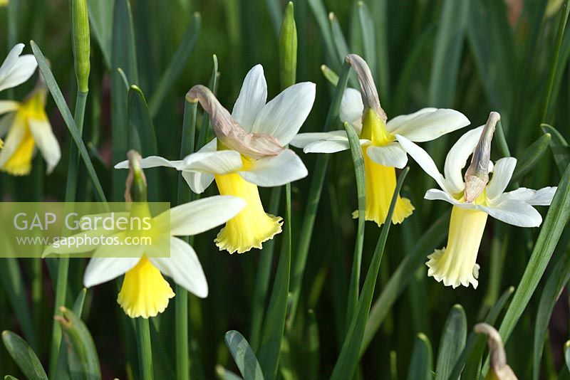 Narcissus 'Tracey' AGM Division 6, Historical daffodil 1968