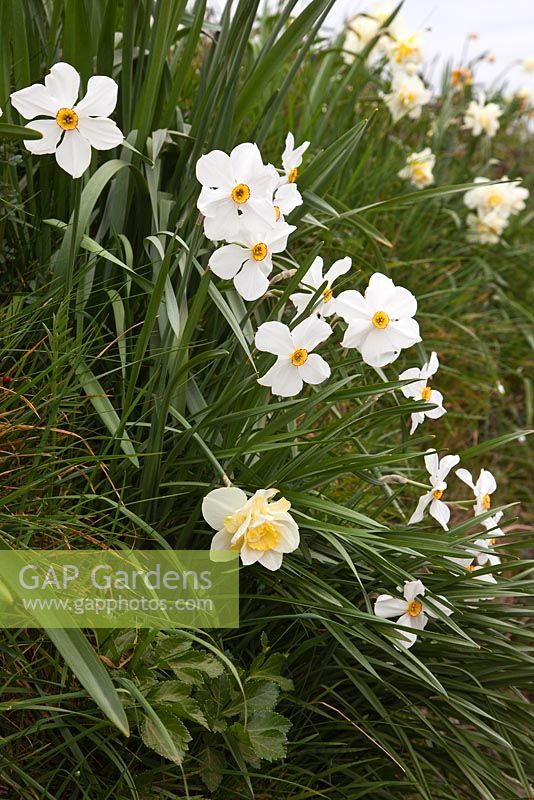 Narcissus - Vestiges of the cut flower daffodil industry in the Tamar Valley, Cornwall. Bulbs were dug up and thrown into the banks and hedgerows during the war, and are still growing there today. 