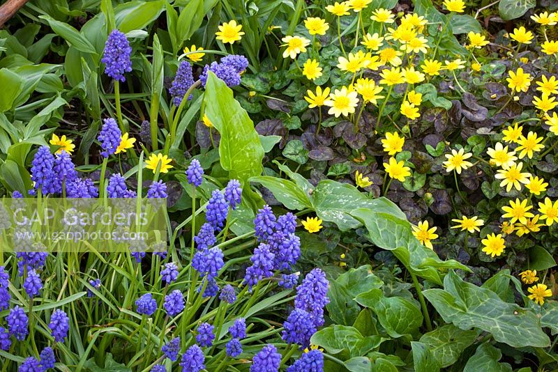 Ranunculus ficaria 'Old Master' with Muscari armeniacum 'Blue Spike' and arum italicum. Grape hyacinths and celandines