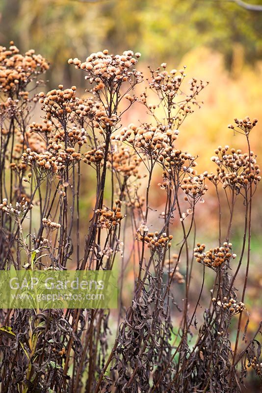 Vernonia fasciculata seedheads. Ironweed
