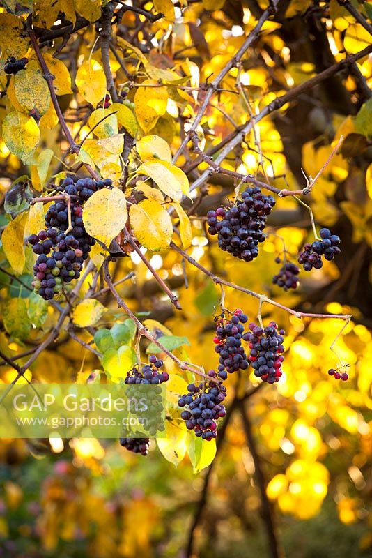 Vitis vinifera 'Incana' - Dusty Miller grape. Grapevine growing over a pear tree in autumn colour. 