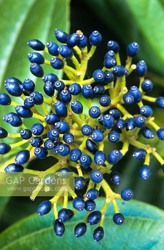 Viburnum davidii AGM - The blue berries 