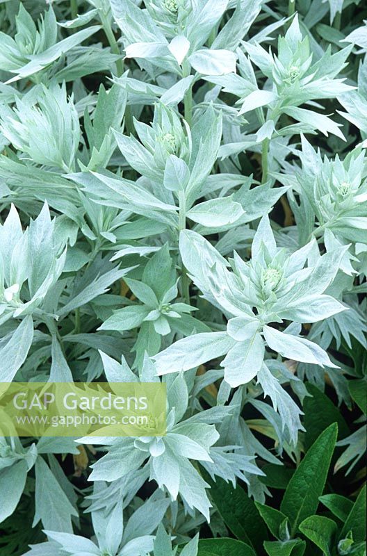 Artemisia ludoviciana 'Valerie Finnis' AGM - Western mugwort