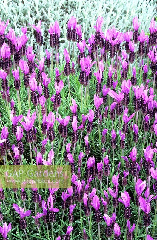 Lavandula stoechas subsp. pedunculata 'James Compton' AGM. French lavender