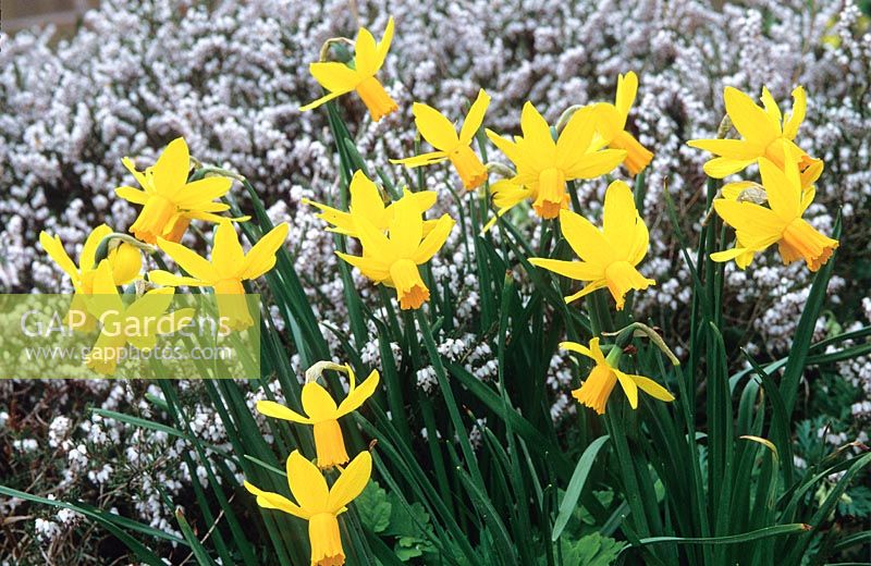Narcissus 'Itzim' in front of heather