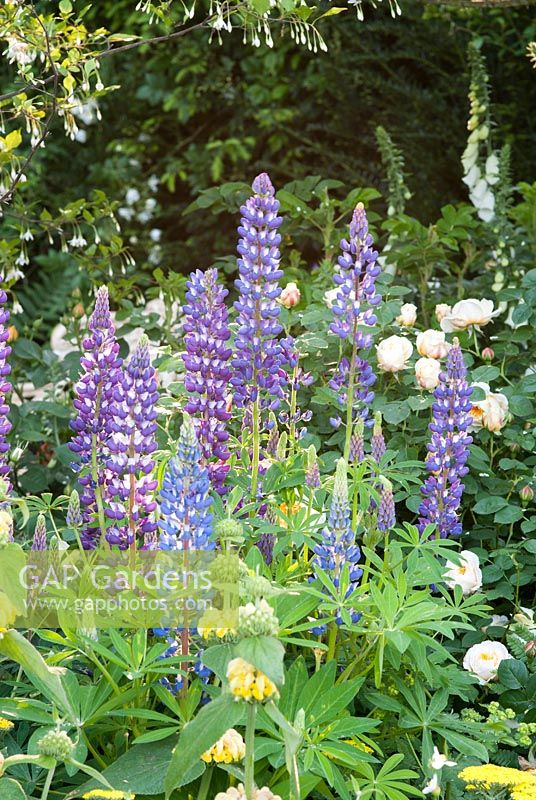 Lupinus species - The Chris Beardshaw Garden, RHS Chelsea Flower Show 2007