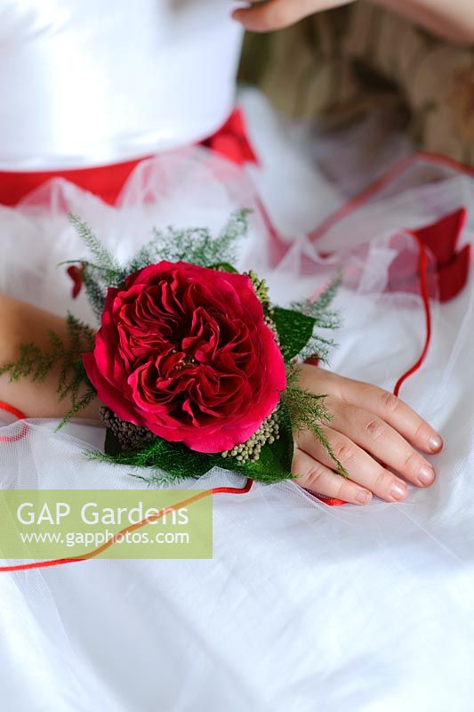 Red rose in a wrist corsage for a wedding. Rose 'Darcey' a cut flower variety from David Austin Roses
