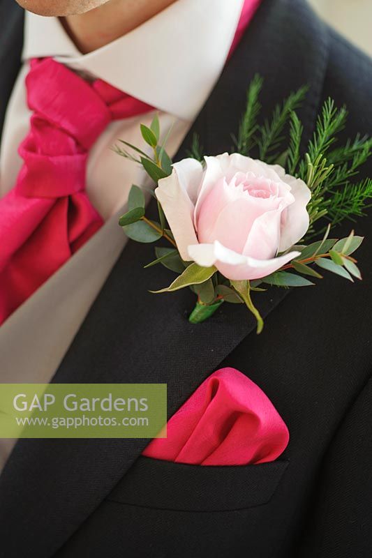 Pink rose in a wedding buttonhole. Rose 'Rosalind' a cut flower variety from David Austin Roses
