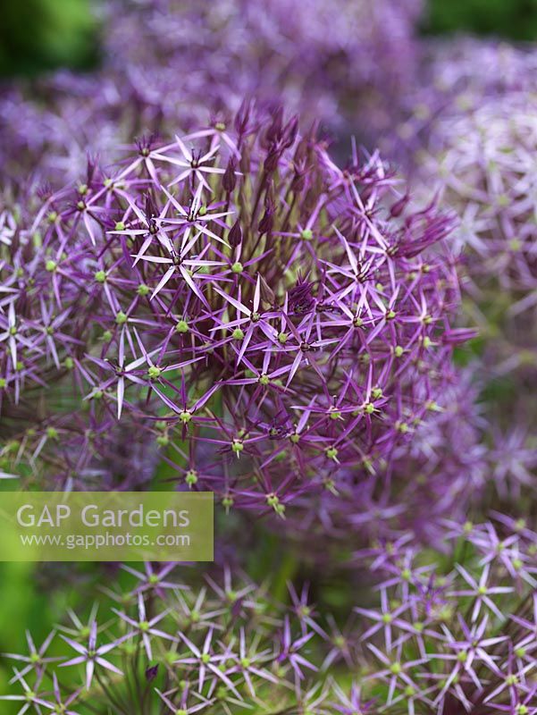 Allium cristophii, a summer-flowering bulb, an ornamental onion, with large heads made up of scores of tiny, silvery purple flowerlets.