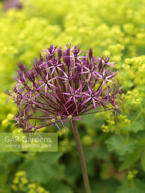 Allium cristophii, ornamental onion, a bulb with large round heads made up of scores of tiny, purple flowers. Offset against backdrop of lime green Alchemilla mollis.