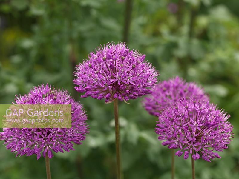 Allium rosenbachianum, ornamental onion, a bulb with large round heads made up of scores of tiny, deep purple, star-shaped flowers. Stand on tall stems up to 1m.