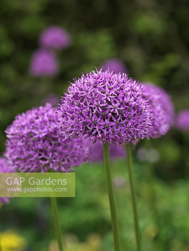 Allium Purple Sensation, ornamental onion, a bulb with large round heads made up of scores of tiny, deep violet, star-shaped flowers. Stand on tall stems up to 1m.