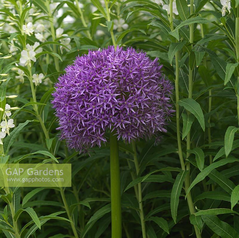 Allium Globemaster, ornamental onion, a long-lasting, rich purple flower made up of scores of tiny flowerlets. Bulb flowering from spring.
