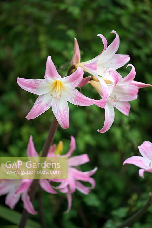 Amaryllis belladonna - Belladonna Lily, a bulbous perennial with thick straplike leaves and large pink flowers from late summer