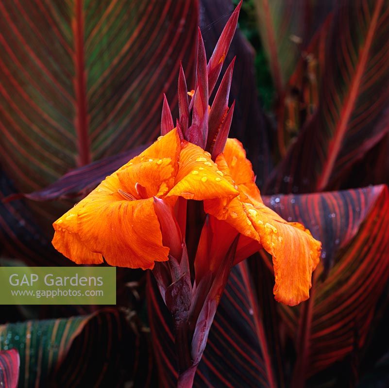 Canna 'Tropicanna Phasion', perennial with striking orange flowers and striped leaves.