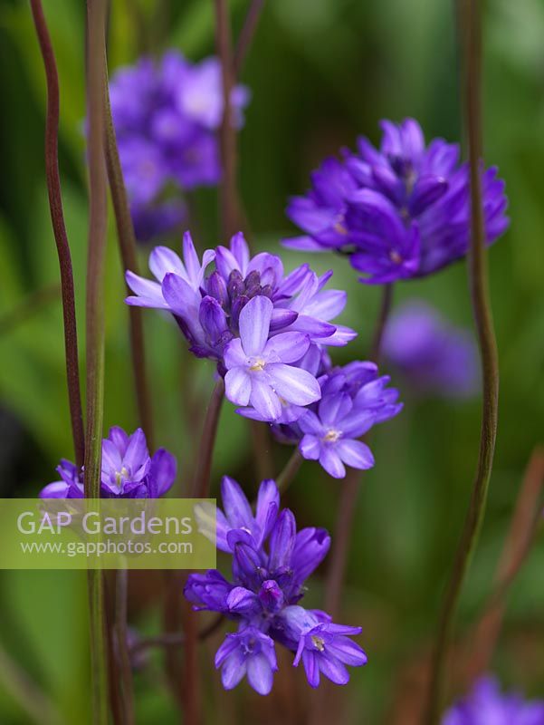 Dichelostemma congestum, a bulb with small blue flower heads on tall, slender wavy stems, flowering in late spring.