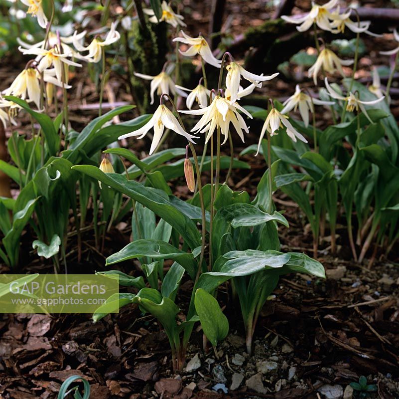 Erythronium citrinum x hendersonii, dogs tooth violet, a bulbous perennial bearing pretty flowers in yellow  in spring. Wildside Hybrid 27.