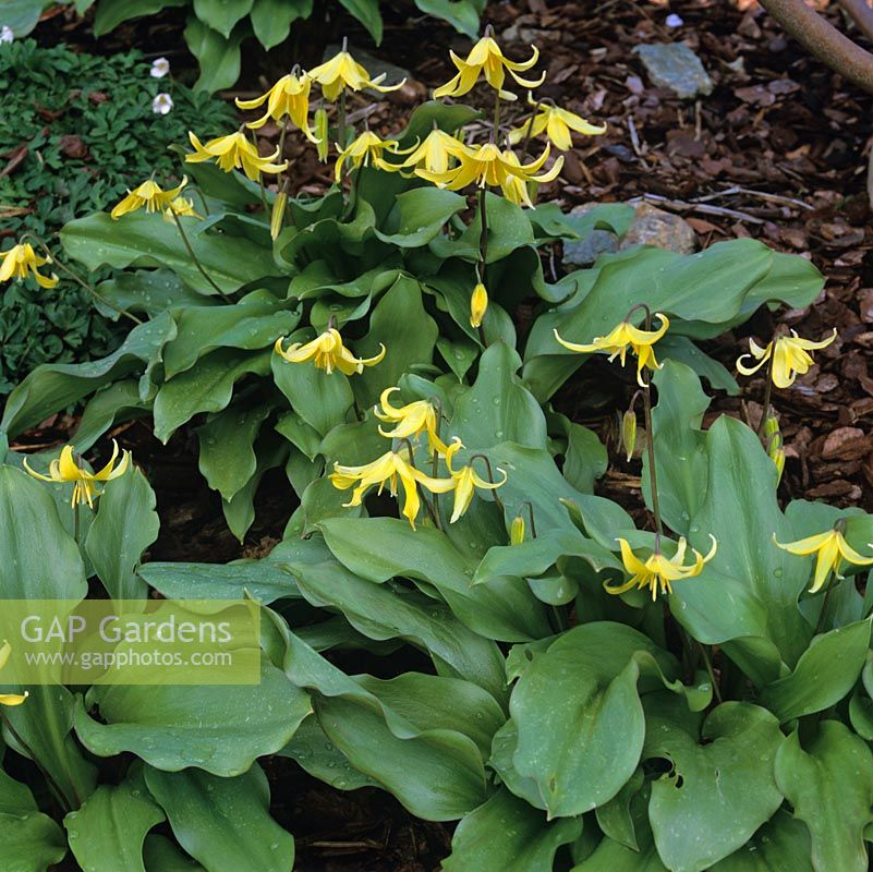 Erythronium Jeannine, dogs tooth violet, a bulbous perennial bearing pretty flowers in yellow in spring.