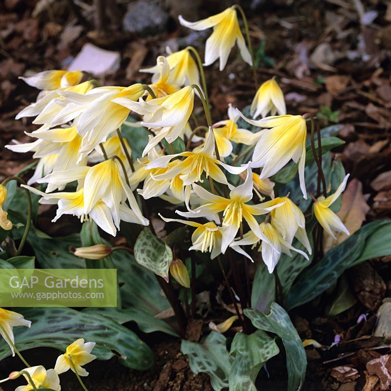 Erythronium multiscapoideum, dogs tooth violet, a bulbous perennial bearing pretty flowers in yellow and white in spring.
