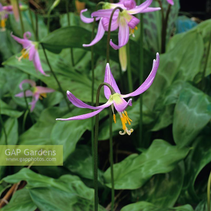 Erythronium revolutum hybrid, dogs tooth violet, a bulbous perennial bearing pretty flowers in violet in spring.