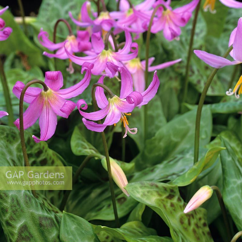 Erythronium dens-canis 'Lilac Wonder', dogs tooth violet, a bulbous perennial bearing pretty flowers in pink in spring.