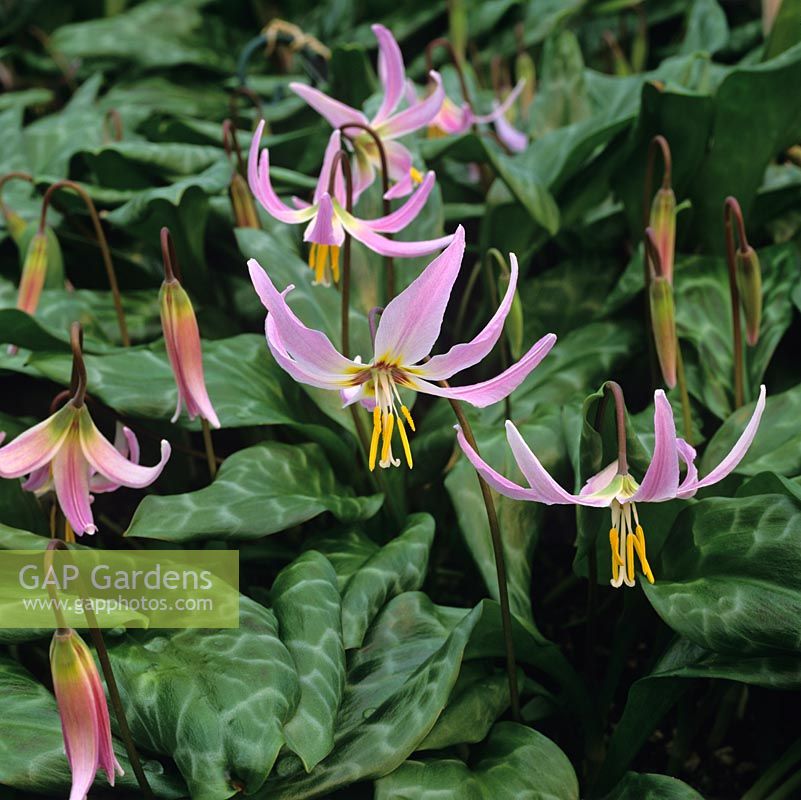 Erythronium 'Janice', dogs tooth violet, a bulbous perennial bearing pretty flowers in pink in spring.