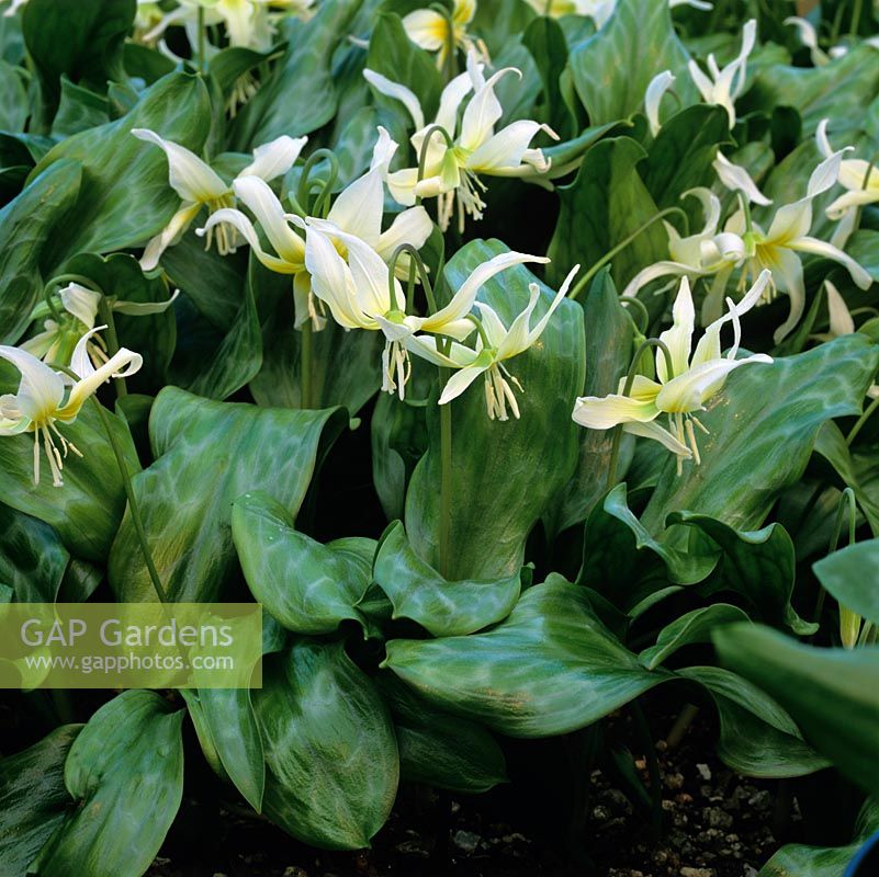 Erythronium Margaret Mathew, dogs tooth violet, a bulbous perennial bearing pretty flowers in yellow in spring.