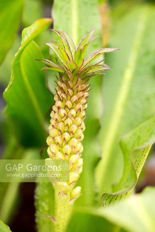 Eucomis 'Lotte', a pineapple lily with striped leaves and cream flowers with purple edges which stand perfectly erect on short stems