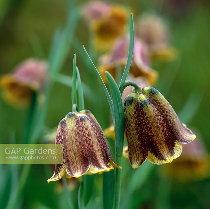 Fritillaria pyrenaica, bulbous perennial with grey-green leaves and, in late spring, solitary bell-shaped flowers, mottled brownish, greenish purple and yellow.