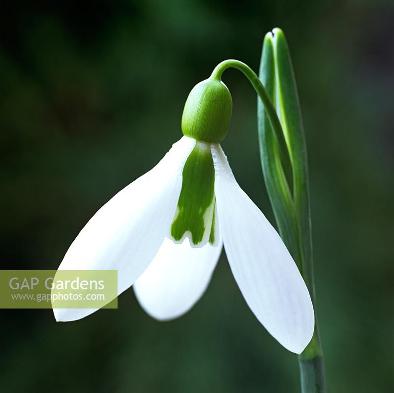 Galanthus 'Tubby Merlin', a robust snowdrop flowering in winter.