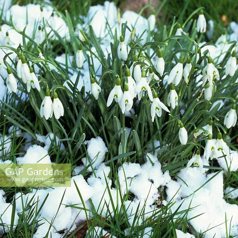 Galanthus nivalis - which have naturalised in a meadow area. Peeping out above a fresh flurry of snow, a clump of honey-scented, common snowdrops 