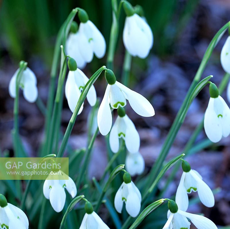 Galanthus 'Curly', an elegant snowdrop flowering in winter with markings on the inner tepals.