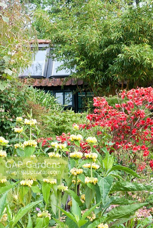 Phlomis russelliana with red Rhododendron, Summerhouse in background