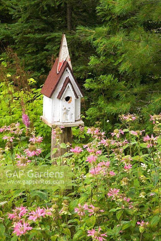 Wood and metal birdhouse in border planted with pink Monarda flowers against a backdrop of Picea - Spruce and Pinus - Pine tree foliage in backyard country garden in summer, Quebec, Canada