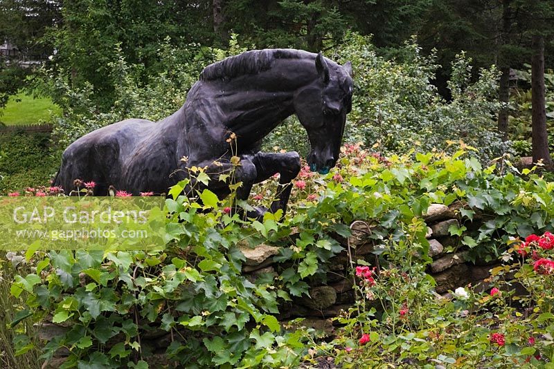 Bronze metal horse statue jumping over a stone wall covered with Vitis - Grapevines and flanked by red Rosa - Rose bushes and Monarda flowers in front yard country garden in summer, Quebec, Canada