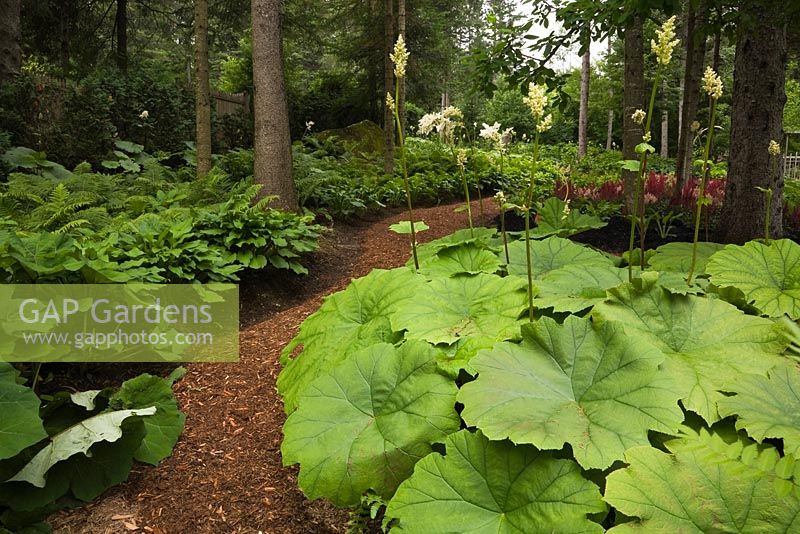 Cedar mulch path made through woodland with Petasites japonicus - Butterbur plants in front yard country garden in summer, Quebec, Canada