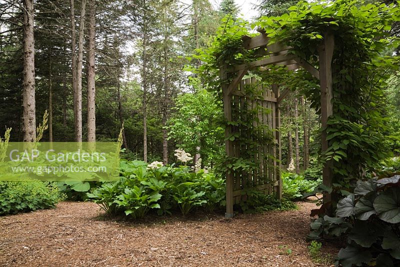 Cedar mulch path and wooden arbour bordered by Hosta and Petasites japonicus 'Purpureus' - Butterbur plants in front yard country garden in summer, Quebec, Canada