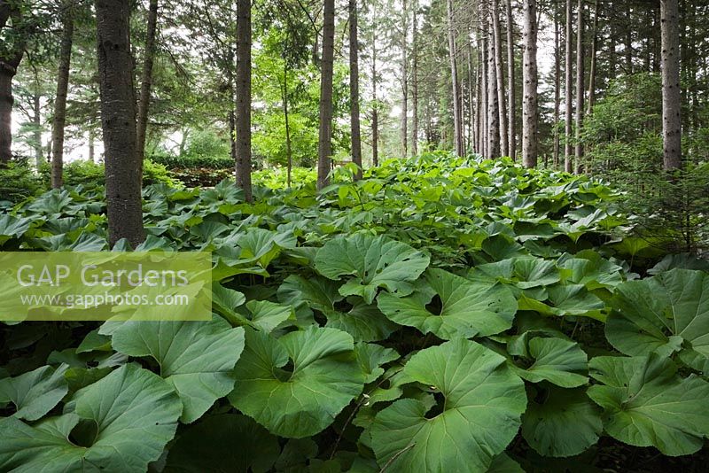Petasites japonicus - Butterbur plants in border in front yard country garden in summer, Quebec, Canada