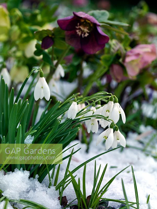 Galanthus - Snowdrops in snow, beneath a clump of hellebores.