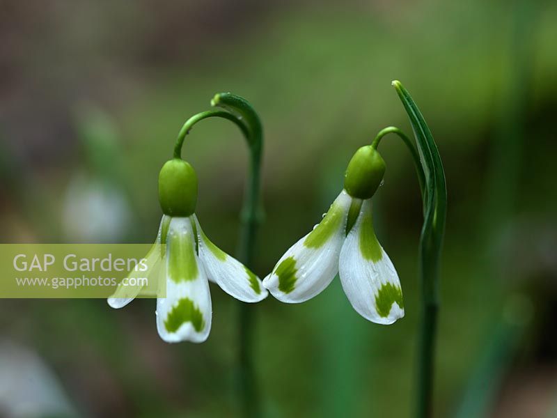 Snowdrop, a winter-flowering bulb.  A chance Galanthus seedling growing in the garden of Veronica Cross, a well-known C20 Galanthophile. Under trial.